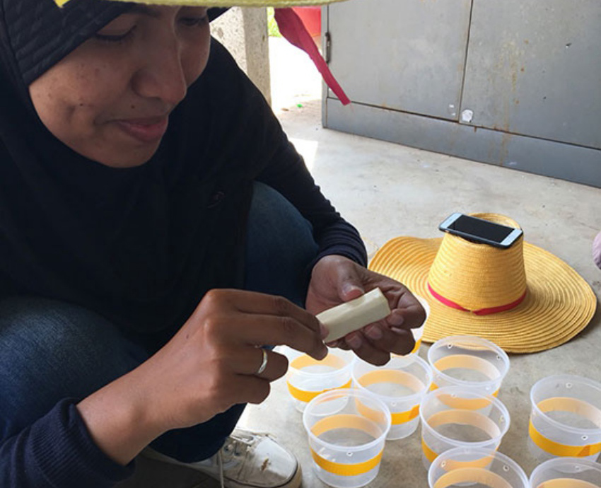 PSU Researchers invent Para Rubber Foam for Insects Trap to reduce costs for Thai Farmers