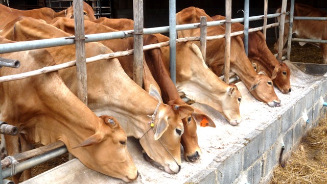 Cattle in Surat Thani Province